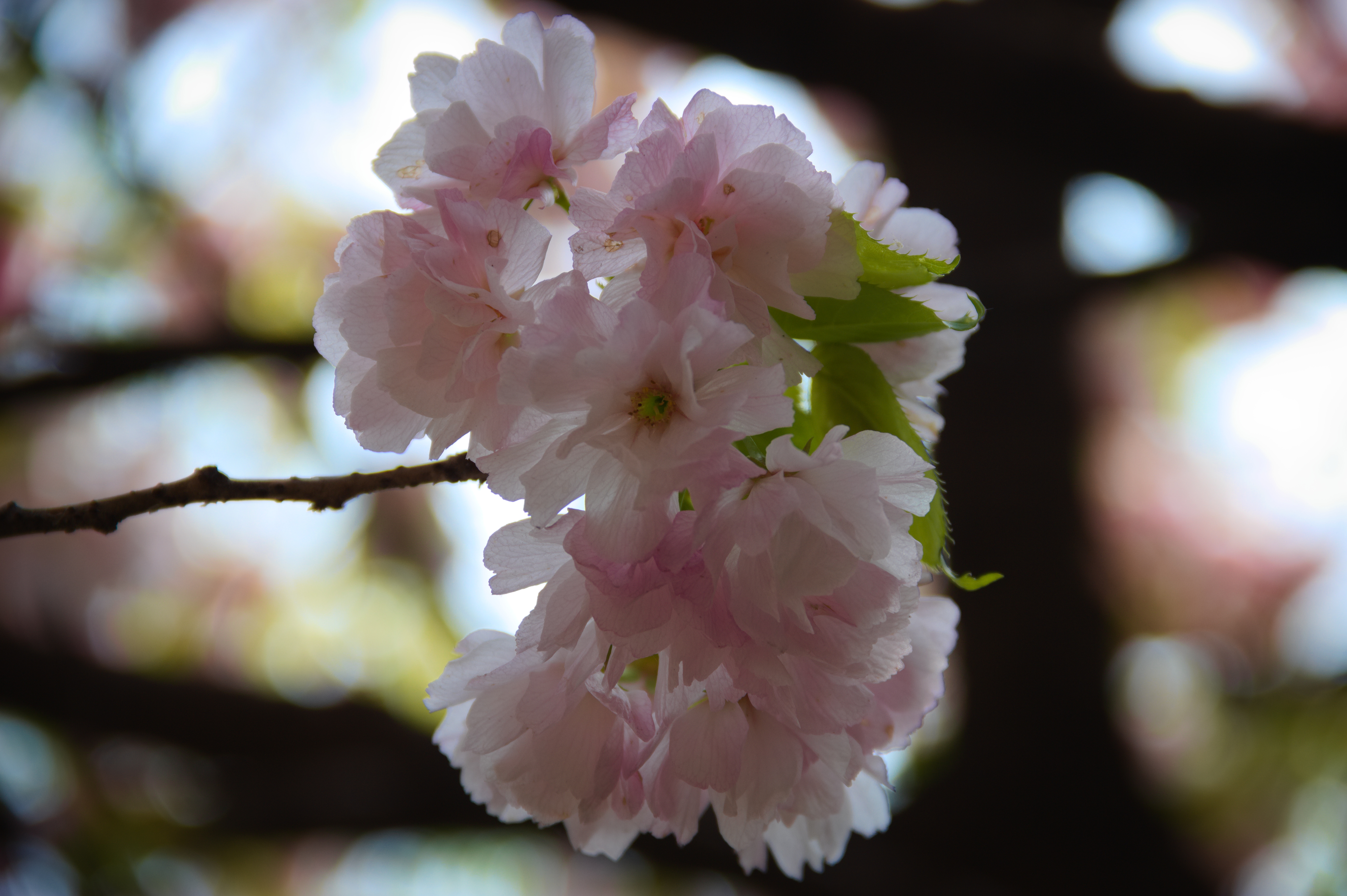 樱花
