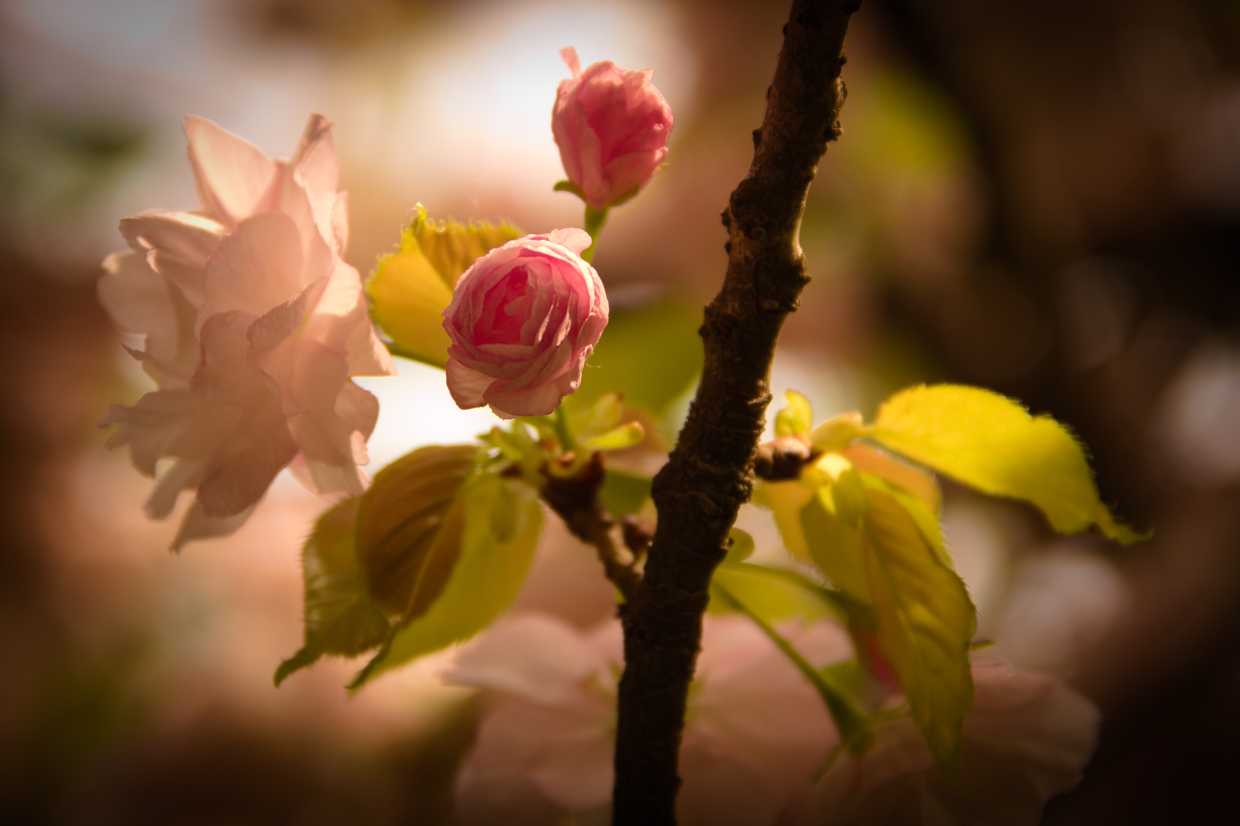 樱花