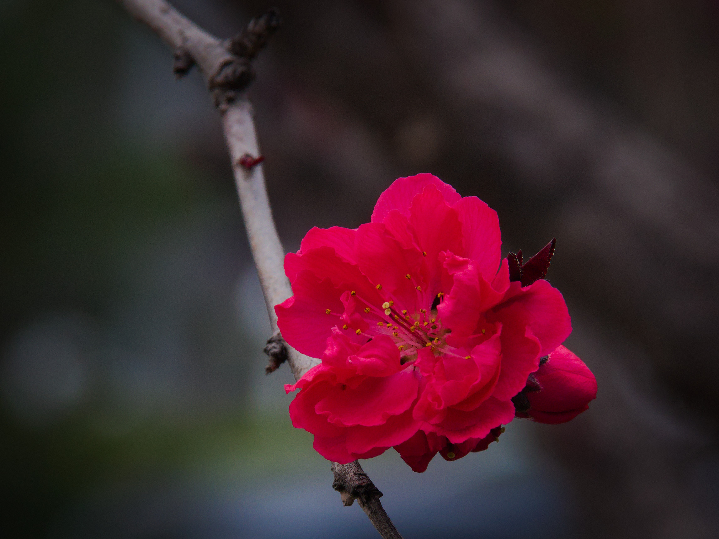 樱花